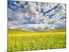 USA, Washington State, Palouse, Spring canola field with beautiful clouds-Terry Eggers-Mounted Photographic Print