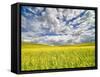 USA, Washington State, Palouse, Spring canola field with beautiful clouds-Terry Eggers-Framed Stretched Canvas