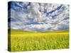 USA, Washington State, Palouse, Spring canola field with beautiful clouds-Terry Eggers-Stretched Canvas