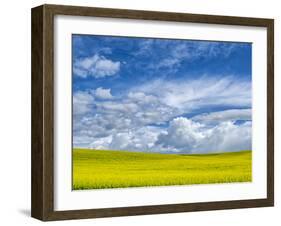 USA, Washington State, Palouse, Spring canola field with beautiful clouds-Terry Eggers-Framed Photographic Print