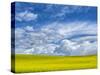 USA, Washington State, Palouse, Spring canola field with beautiful clouds-Terry Eggers-Stretched Canvas