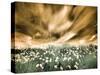 USA, Washington State, Palouse. Spring Poppies and Backcountry road through wheat field and clouds-Terry Eggers-Stretched Canvas