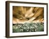 USA, Washington State, Palouse. Spring Poppies and Backcountry road through wheat field and clouds-Terry Eggers-Framed Photographic Print