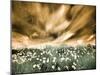 USA, Washington State, Palouse. Spring Poppies and Backcountry road through wheat field and clouds-Terry Eggers-Mounted Photographic Print