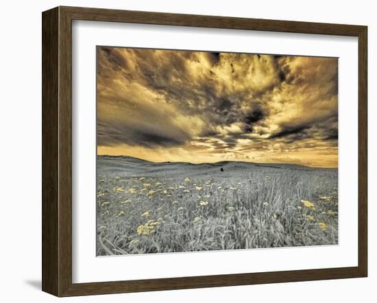 USA, Washington State, Palouse. Spring Poppies and wheat field and clouds-Terry Eggers-Framed Photographic Print