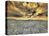 USA, Washington State, Palouse. Spring Poppies and wheat field and clouds-Terry Eggers-Stretched Canvas