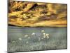 USA, Washington State, Palouse. Spring Poppies and wheat field and clouds-Terry Eggers-Mounted Photographic Print