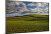 USA, Washington State, Palouse, Spring Rolling Hills of Wheat fields-Terry Eggers-Mounted Photographic Print