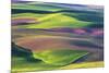 USA, Washington State, Palouse, Spring Rolling Hills of Wheat fields-Terry Eggers-Mounted Premium Photographic Print