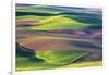 USA, Washington State, Palouse, Spring Rolling Hills of Wheat fields-Terry Eggers-Framed Photographic Print