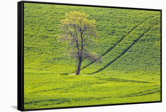 USA, Washington State, Palouse, Spring Rolling Hills of Wheat-Terry Eggers-Framed Stretched Canvas