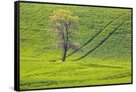 USA, Washington State, Palouse, Spring Rolling Hills of Wheat-Terry Eggers-Framed Stretched Canvas