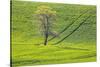 USA, Washington State, Palouse, Spring Rolling Hills of Wheat-Terry Eggers-Stretched Canvas