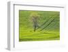 USA, Washington State, Palouse, Spring Rolling Hills of Wheat-Terry Eggers-Framed Photographic Print