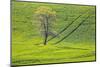 USA, Washington State, Palouse, Spring Rolling Hills of Wheat-Terry Eggers-Mounted Photographic Print