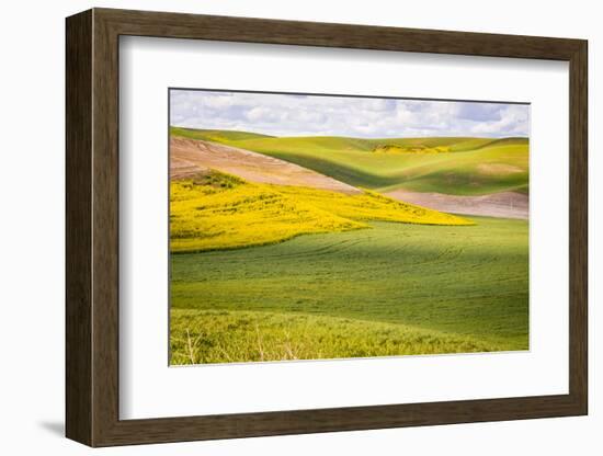 USA, Washington State. Palouse Valley, fields of yellow mustard and other crops.-Alison Jones-Framed Photographic Print