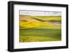 USA, Washington State. Palouse Valley, fields of yellow mustard and other crops.-Alison Jones-Framed Photographic Print