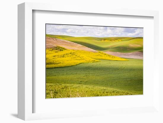 USA, Washington State. Palouse Valley, fields of yellow mustard and other crops.-Alison Jones-Framed Photographic Print