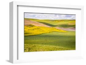 USA, Washington State. Palouse Valley, fields of yellow mustard and other crops.-Alison Jones-Framed Photographic Print