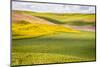 USA, Washington State. Palouse Valley, fields of yellow mustard and other crops.-Alison Jones-Mounted Photographic Print