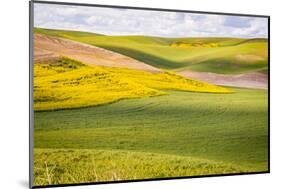 USA, Washington State. Palouse Valley, fields of yellow mustard and other crops.-Alison Jones-Mounted Photographic Print