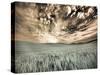 USA, Washington State, Palouse. wheat field and clouds-Terry Eggers-Stretched Canvas