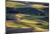 USA, Washington State, Palouse, Wheat Fields-Charles Gurche-Mounted Photographic Print