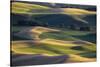 USA, Washington State, Palouse, Wheat Fields-Charles Gurche-Stretched Canvas