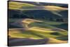 USA, Washington State, Palouse, Wheat Fields-Charles Gurche-Stretched Canvas