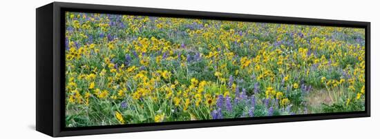 USA, Washington State. Panorama of Columbia River Gorge covered in arrowleaf balsamroot and lupine-Terry Eggers-Framed Stretched Canvas