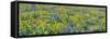 USA, Washington State. Panorama of Columbia River Gorge covered in arrowleaf balsamroot and lupine-Terry Eggers-Framed Stretched Canvas