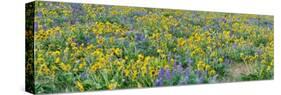 USA, Washington State. Panorama of Columbia River Gorge covered in arrowleaf balsamroot and lupine-Terry Eggers-Stretched Canvas