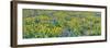 USA, Washington State. Panorama of Columbia River Gorge covered in arrowleaf balsamroot and lupine-Terry Eggers-Framed Photographic Print