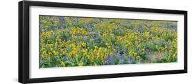 USA, Washington State. Panorama of Columbia River Gorge covered in arrowleaf balsamroot and lupine-Terry Eggers-Framed Photographic Print