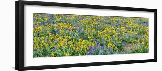 USA, Washington State. Panorama of Columbia River Gorge covered in arrowleaf balsamroot and lupine-Terry Eggers-Framed Photographic Print