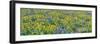 USA, Washington State. Panorama of Columbia River Gorge covered in arrowleaf balsamroot and lupine-Terry Eggers-Framed Photographic Print