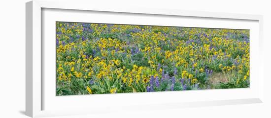 USA, Washington State. Panorama of Columbia River Gorge covered in arrowleaf balsamroot and lupine-Terry Eggers-Framed Photographic Print