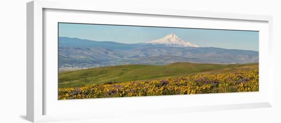 USA, Washington State. Panorama of Columbia River Gorge covered in arrowleaf balsamroot and lupine.-Terry Eggers-Framed Photographic Print