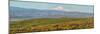 USA, Washington State. Panorama of Columbia River Gorge covered in arrowleaf balsamroot and lupine.-Terry Eggers-Mounted Photographic Print