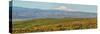 USA, Washington State. Panorama of Columbia River Gorge covered in arrowleaf balsamroot and lupine.-Terry Eggers-Stretched Canvas