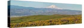 USA, Washington State. Panorama of Columbia River Gorge covered in arrowleaf balsamroot and lupine.-Terry Eggers-Stretched Canvas