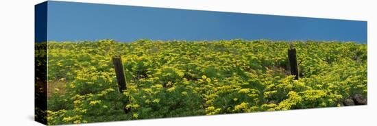 USA, Washington State. Panorama of fence line and wildflowers-Terry Eggers-Stretched Canvas