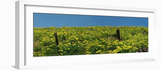 USA, Washington State. Panorama of fence line and wildflowers-Terry Eggers-Framed Photographic Print