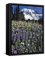 USA, Washington State, Paradise Park. Field of Lupine and Bistort-Steve Terrill-Framed Stretched Canvas