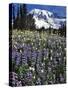 USA, Washington State, Paradise Park. Field of Lupine and Bistort-Steve Terrill-Stretched Canvas