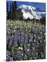 USA, Washington State, Paradise Park. Field of Lupine and Bistort-Steve Terrill-Mounted Photographic Print