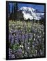 USA, Washington State, Paradise Park. Field of Lupine and Bistort-Steve Terrill-Framed Photographic Print