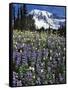 USA, Washington State, Paradise Park. Field of Lupine and Bistort-Steve Terrill-Framed Stretched Canvas