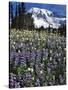 USA, Washington State, Paradise Park. Field of Lupine and Bistort-Steve Terrill-Stretched Canvas