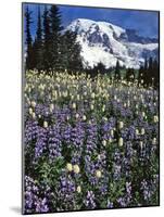 USA, Washington State, Paradise Park. Field of Lupine and Bistort-Steve Terrill-Mounted Photographic Print